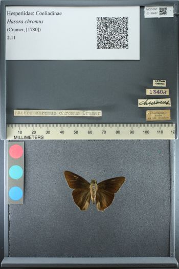 Media type: image;   Entomology 186687